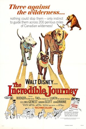 The Incredible Journey (1963) ดูหนังออนไลน์ HD